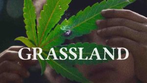 فيلم Grassland 2024 مترجم