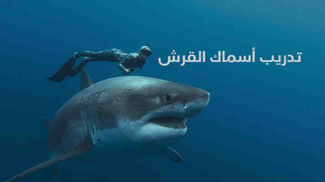 فيلم Shark Whisperer 2025 مترجم